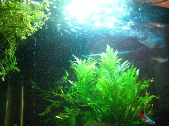 fish.webp fish.webp