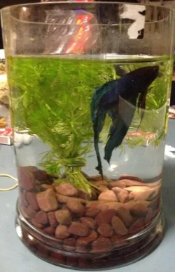 fishvase.webp