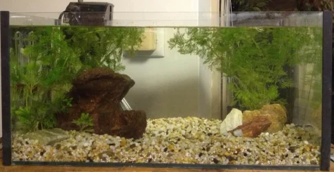 fishtank.webp