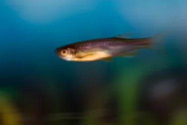 Danio.webp
