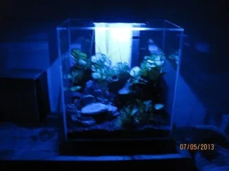 tank bue light.webp
