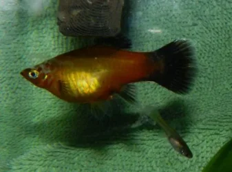 PregnantyPlaty.webp