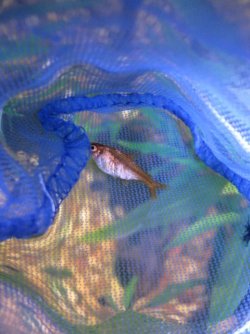 fish 002.JPG