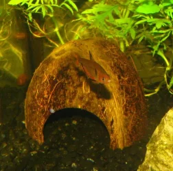 Fish 015.webp Fish 015.webp