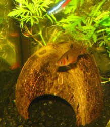 Fish 014.jpg Fish 014.jpg