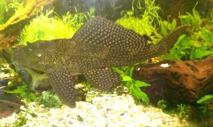 fish1.webp