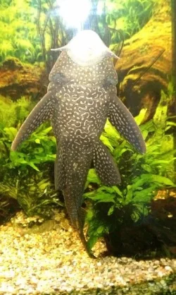 fish2.webp