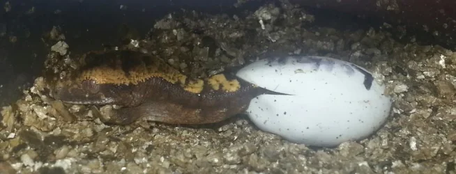 Gecko.webp