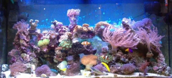 Fish tank.webp