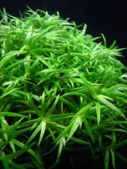 heteranthera zosterifolia.webp