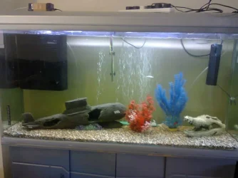 tank.webp
