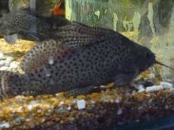 featherfin.jpg featherfin.jpg