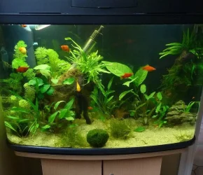 Tank24May.webp