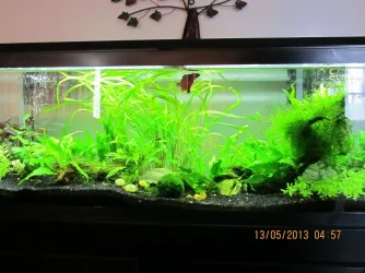 Joe Louis in the 40 gallon.webp Joe Louis in the 40 gallon.webp