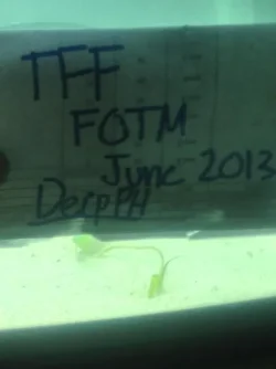 tff2.webp