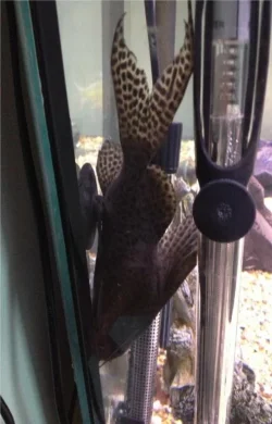 catfish.webp catfish.webp