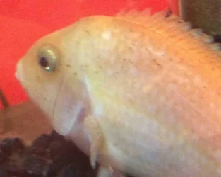 fishy1.webp
