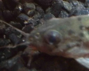 fishy2.webp