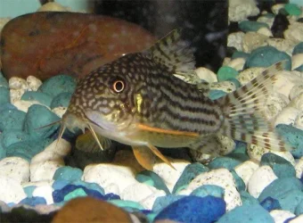 cory2.webp