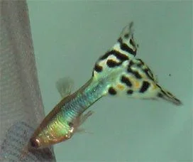 guppy1.webp