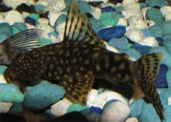 pleco.webp