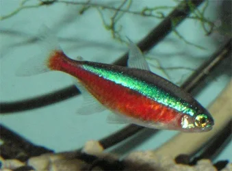 tetra2.webp