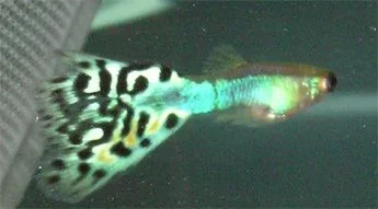 guppy2.webp