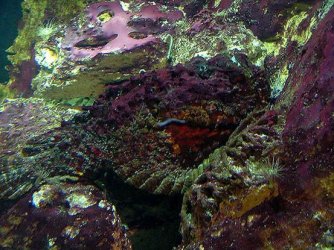 Stonefish.jpg