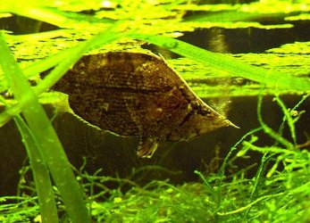 leaffish.jpg