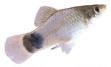 my_platy.jpg