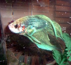 green_betta_good_color.JPG