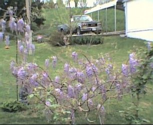 wysteria199.jpg