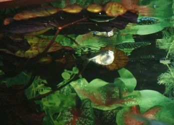 Hatchetfish.webp