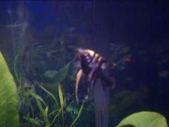 Angelfish.jpg