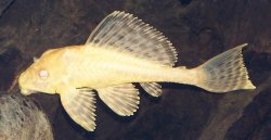 albino_sailfin_pleco.jpg