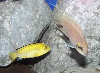 brichardi_female_and_yellow.webp