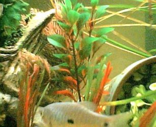 gourami001.jpg