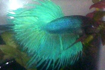 100_0699.JPG