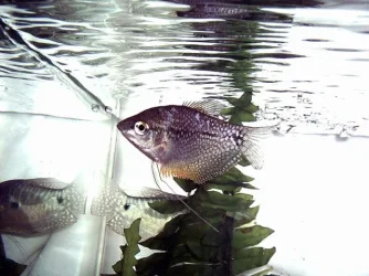 gourami.webp