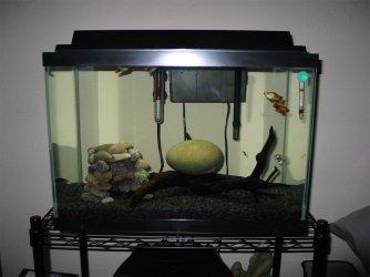 FishPic12_Layer_1.jpg