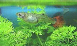 Red_Guppy.jpg