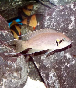 brichardi_male_2.webp