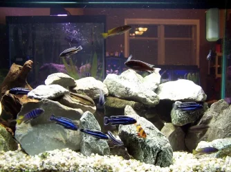50_gallon_feb_28.webp