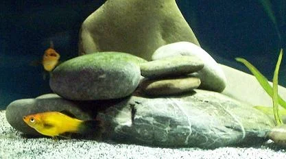 platy_shot.webp
