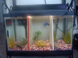 Betta_tank.jpg