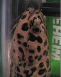 jaguar_catfish_1.jpg