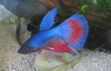 our new Betta 4.jpg