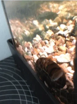 Snail1.webp