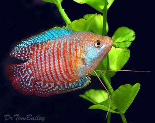 dwarf_gour_male_100721b3_w0480.webp