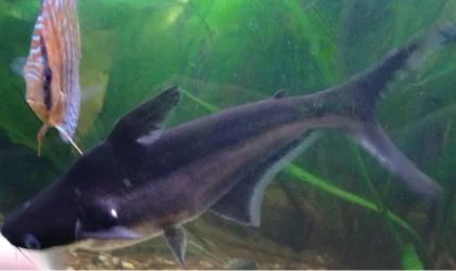 poor sharky.webp poor sharky.webp
